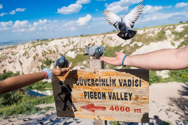 Pigeon Valley